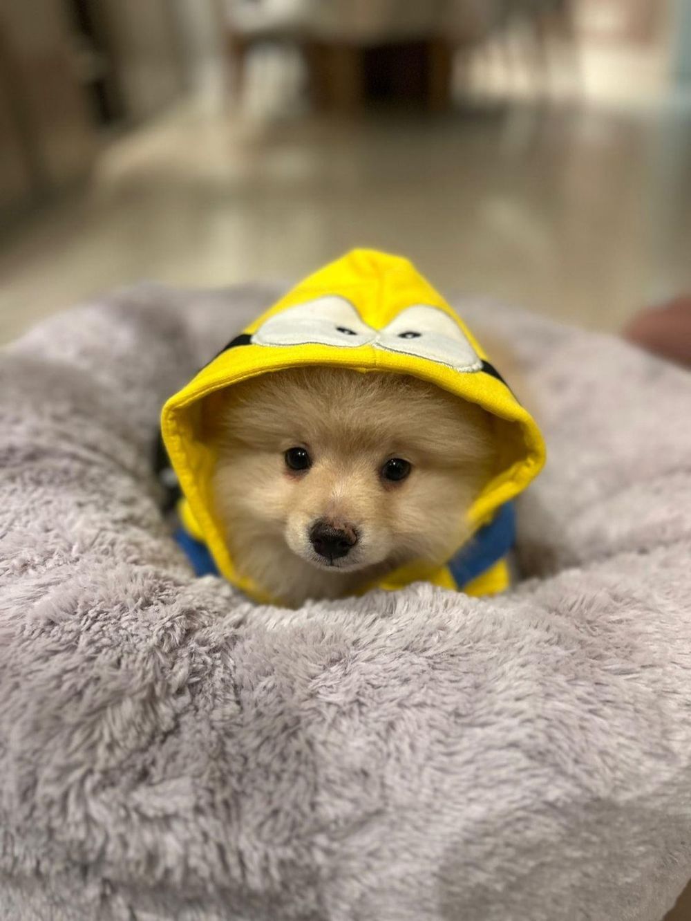 Filhote Dogs House charmoso de capa de chuva