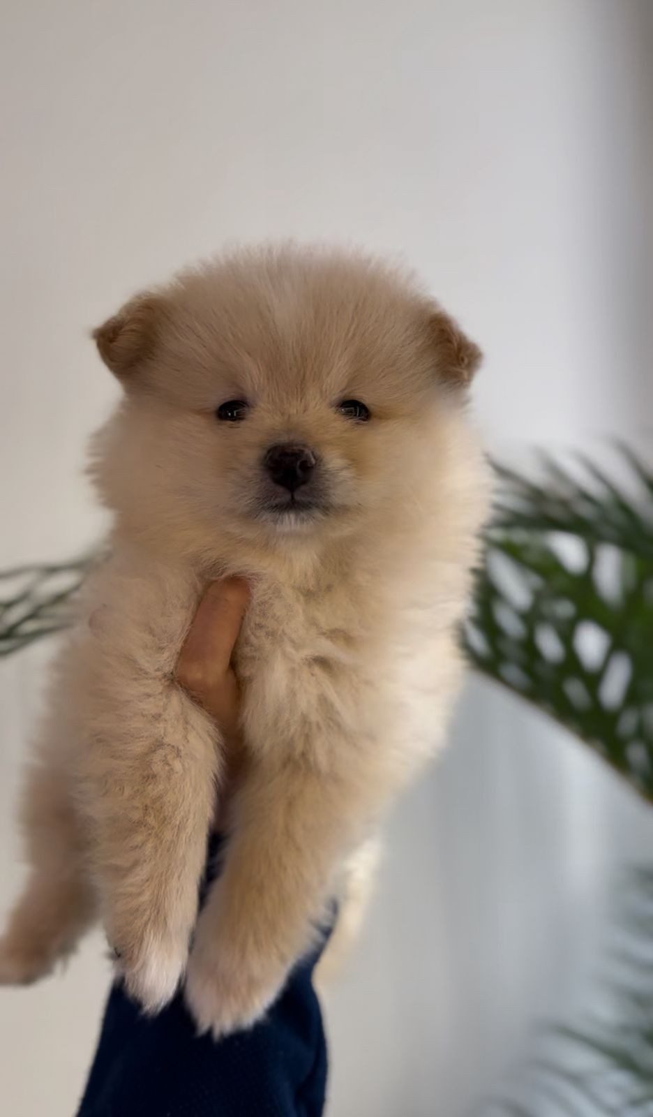 Filhote de Lulu da Pomerânia no colo