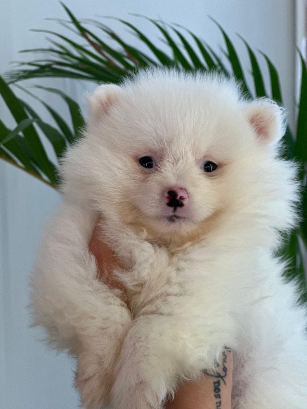 Filhote de Spitz Alemão (Lulu da Pomerânia)