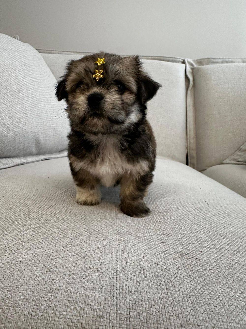 Filhote de Shih-tzu