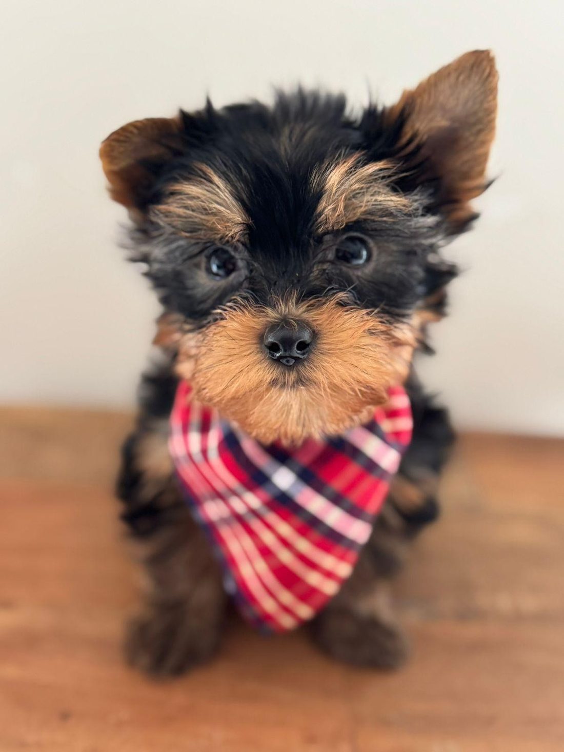 Filhote de Yorkshire Terrier